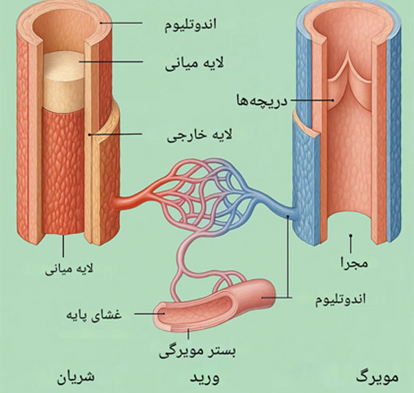 فیزیولوژی عروق خونی  و تنظیم آن فیزیولوژی عروق خونی