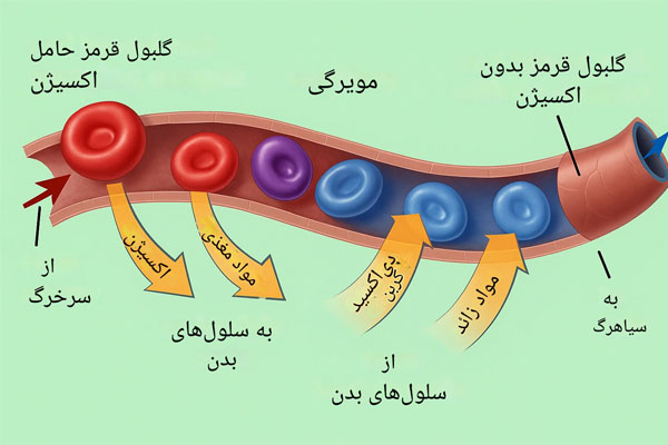 آناتومی عروق خونی